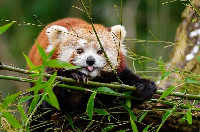 Animals That Eat Bamboo