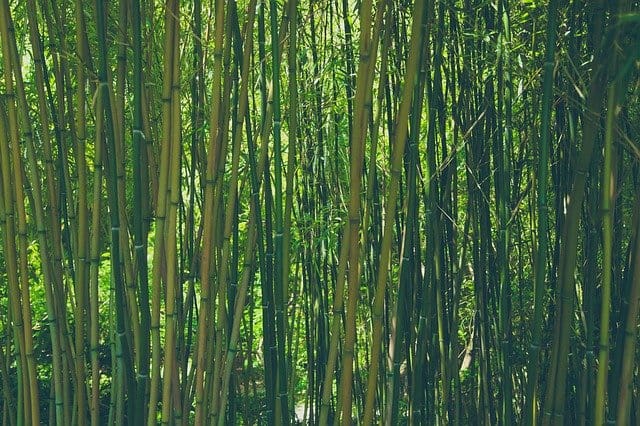 Is bamboo a tree or a grass