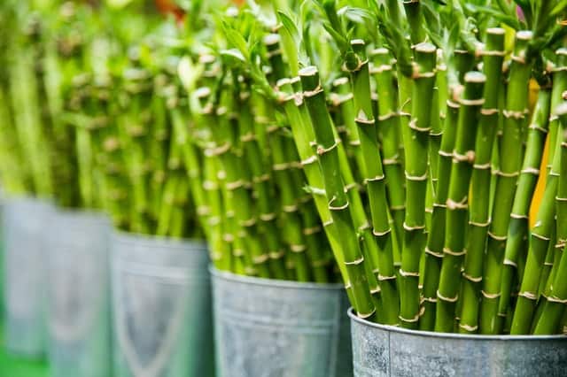 bamboo vs sugar cane