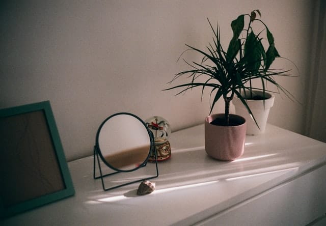 Do plants like mirrors