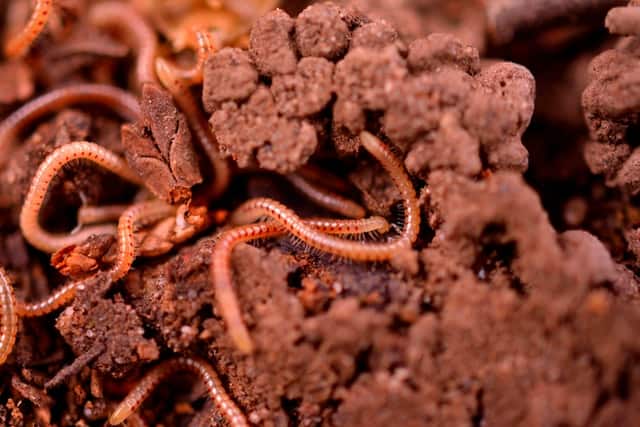 How often should you change worm bedding